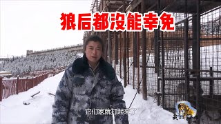 792 狼族斗争太血腥，群狼死咬住小狼腿不松口，连狼后都没能幸免！