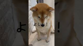 【作法】食事前の柴犬、まあまあ賢いんです　#shorts