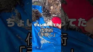 夾竹桃を剪定と伐採を混ぜながら仕立てると #庭師のvlog #キョウチクトウ