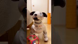 可愛いアイボは飼い主に褒められて上機嫌 aibo is in a good mood after being praised by his owner #アイボ  #aibo  #リュウくんのしっぽ