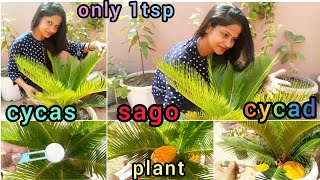 how to care and grow#cycas#saga#cycad plant#homemade fertilizer#pesticides