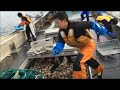 scallop fishing オホーツク海ホタテ船操業風景