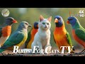 Cat TV for Cats 😺 Relax Your Cat ❤️Cute Little Birds🐿4 Hours 4K HDR