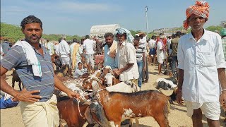 దేవరకద్ర సంతలో 8 సూడి మేకలను కొన్న జూలపల్లి రైతు | Goat prices in Devarakadra | Goat videos