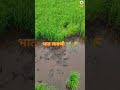 🌾🌱❤️कोकणात सध्या काय चालू आहे... भात लावणी 🌱🌾 kokan viral farming trending farmer shorts