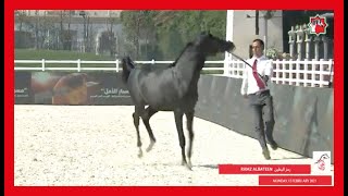 Abu Dhabi Intl.Arabian Horse Beauty Championship14-16Feb2021بطولة ابوظبي الدولية لجمال الخيل العربية