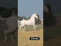 great nukra stallion shehzada nukra stallion shonki sardar trending viral shorts 2024