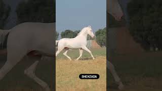 Great Nukra Stallion- SHEHZADA | #nukra #stallion #shonki #sardar #trending #viral #shorts #2024