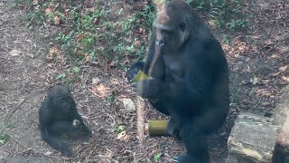 コモモお姉ちゃんにデザートおすそわけもらうスモモちゃん【2023年8月4日】【上野動物園】ゴリラ