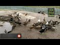 jcrduckfarm duck farming গৰমৰ দিনত হাঁহ কুকুৰা পালন কৰিলে কি ঔষধ প্ৰয়োগ কৰিব ভিডিও টো চাই লওঁক।