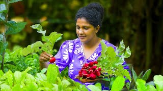 Non-poisonous red radish harvest in the garden|village kitchen srilanka