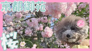 【京都御苑の桜】愛犬トルテとお散歩したら、珍しい緑の桜が！！【Cherry blossoms】(トイプードルのTorte channel)