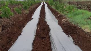 जिरेनियम लागवड/Geranium Plantation