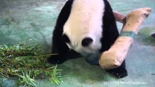 20150706 圓仔玩粉絲製作玩具 Yuan Zai @Taipei zoo