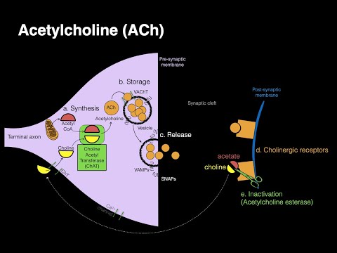 How is acetylcholine stored?