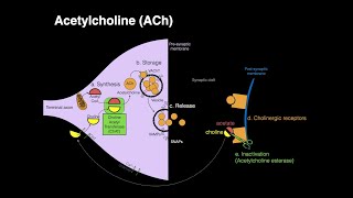 Acetylcholine. ACh