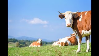 farm animal sounds | green field for cow eating | farm ambient sounds