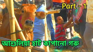 না দেখলে মিস | মালিকের কি অবস্থা করলো গরু | আশুলিয়া হাট কাপানো গরু || Angry Cow (Part - 1) (V - 34)