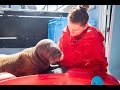 Orphaned Walrus Calf Takes First Dip in Shallow Pool