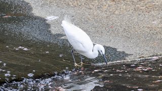 【4K】小魚を食べるコサギ / Little egret