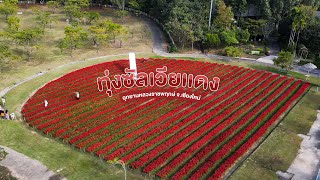 พาชมทุ่งดอกซัลเวียสีแดง สวยสดใส ❤️🌺