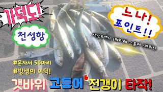 [가덕도] 🌊 고등어\u0026전갱이🐟타작한날#천성항#가덕갯바위낚시#고등어낚시#전갱이낚시#천성항#가덕갯바위낚시