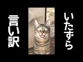 保護猫が言い訳する鳴き声が可愛すぎる。