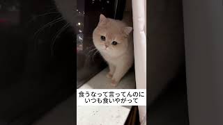 チュールはしかたない　#shorts #cat #猫 #癒し