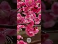 korea travel beautiful plum blossoms on a 380 year old tree 🇰🇷