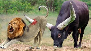 God Gave Strength To Buffalo Leading Herd Rescues His Teammates From Lion Chase - Wild Animal Attack