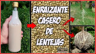 🌱COMO HACER ENRAIZANTE DE LENTEJAS 🌱 How to make a homemade rooting agent with lentils