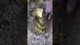 This Backyard Treasure Discovery Went Viral on the Internet #shorts #trending #viralvideo