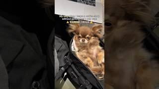 Chihuahua Meltdown 😳🫠 (LOUD 🔊)