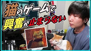 猫を操作して大興奮のドンさん！可愛すぎて涙がでちゃう【三人称切り抜き】