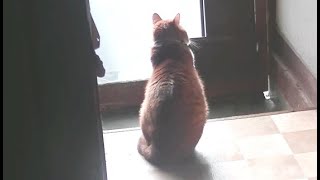 玄関前で何かを待ち続ける猫さん【侵入した野良仔猫】～家猫修行中～