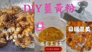 如何自製薑黃粉DIY？|紅薑黃種植採收後，日曬切片製作詳解