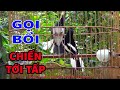 Chòe Than Đấu CHIM RỪNG ||GỌI BỔI VỀ ĐÁNH TỚI TẤP || Lấy Lửa CĂNG ĐÉT || File BẪY mới nhất