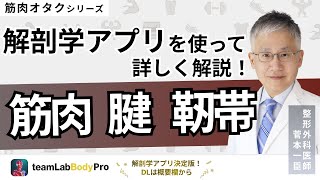 【筋肉、腱、靭帯】解剖学アプリを使って詳しく解説します！