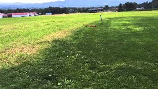 Milk Kobo, Niseko, Hokkaido (sunflower field and a fox)