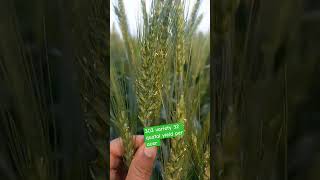 303 ਕਣਕ ਡਬਲ ਕੁੰਡੀਆ, 303 wheat variety double bait and more production @life.farming