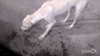 Busy breeding dogs lunch time #animals