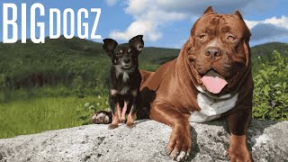 Giant Dog Is Best Friends With Tiny Chihuahua | BIG DOGZ