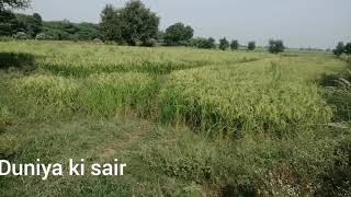 چاول کی فصل تیار. سیالکوٹ میں چاول کی پیداوار | sialkot Vlogs