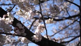 「春は桜から」