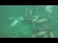 Sea Lions Swarm Divers