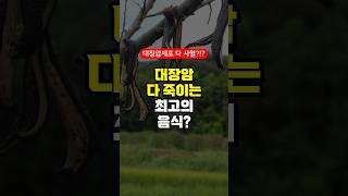 대장암 다 죽이는 최고의 음식? - 항산화 항암에 좋은 음식 먹는 방법 - 50대 중년 이후 필수 건강 관리 방법 주의사항