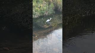 【４K映像】シラサギ　white egret