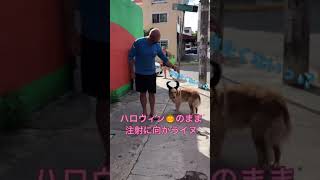 犬の注射　#shorts #犬 #旦那 #ハロウィン#海外生活