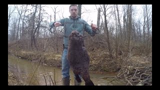 Beaver Trapping- Dam Break Set