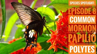 Flowers with Wings: Species Spotlight - Common Mormon | NATURE AND WILDLIFE video